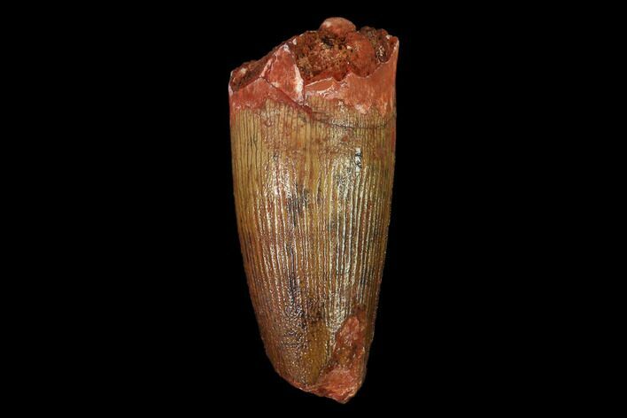 Cretaceous Fossil Crocodile Tooth - Morocco #140575